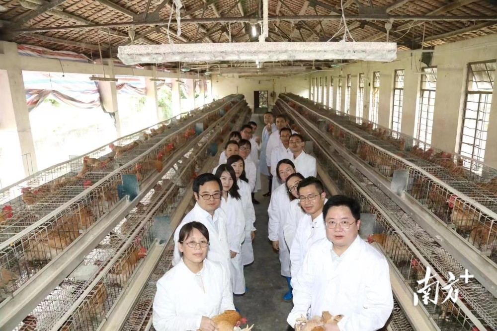 互聯網家禽養殖新聞(互聯網家禽養殖新聞報道)