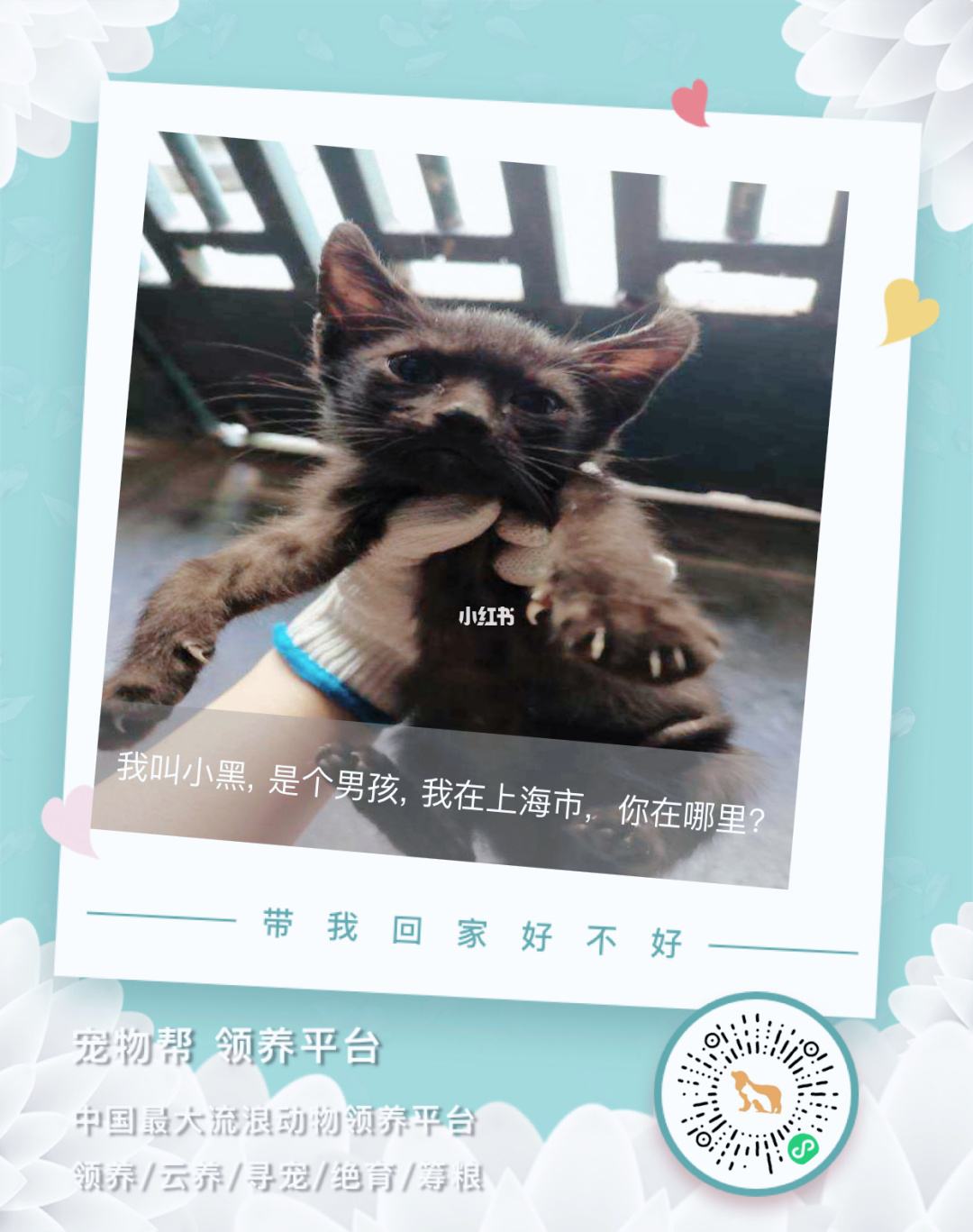 寵物領(lǐng)養(yǎng)小程序開發(fā)方案(領(lǐng)養(yǎng)寵物app的項(xiàng)目策劃書)